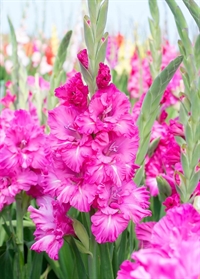 Gladiolus Grozny